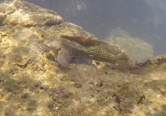 Parablennius parvicornis