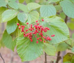 Viburnum lantana