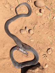 Boaedon fuliginosus