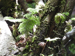 Hymenophyllum plicatum