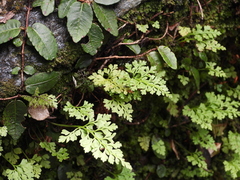 Asplenium dareoides