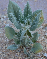 Codon