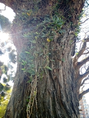 Microgramma mortoniana