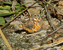 Phyciodes