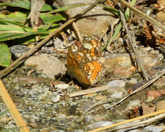 Phyciodes