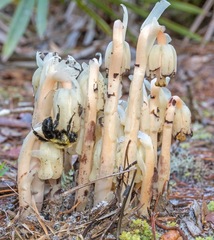 Monotropa brittonii