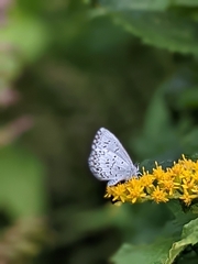Celastrina