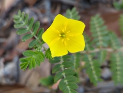 Tribulus