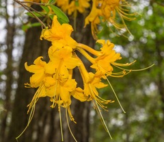 Rhododendron austrinum