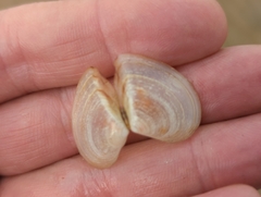 Tellinidae