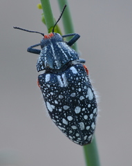 Julodis humeralis