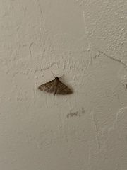 Herpetogramma phaeopteralis