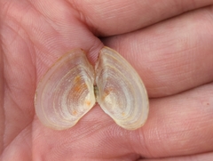 Tellinidae