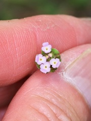 Shrub Verbena (Lantana achyranthifolia)