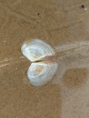 Tellinidae