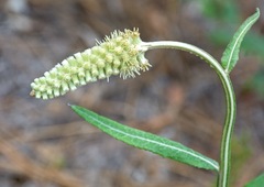Pterocaulon pycnostachyum