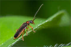 Cantharis flavilabris