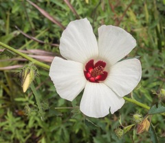Hibiscus aculeatus