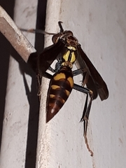 Polistes versicolor