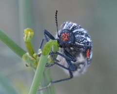 Julodis humeralis