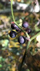 Smilax