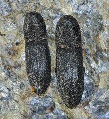 Lacon punctatus