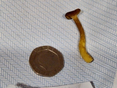 Craterellus tubaeformis