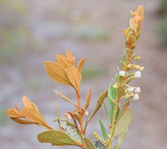 Lyonia fruticosa