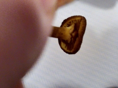 Craterellus tubaeformis