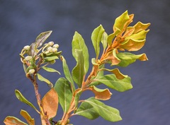 Lyonia ferruginea
