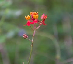 Asclepias lanceolata