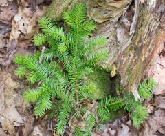 Taxus canadensis