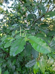Piper tuberculatum