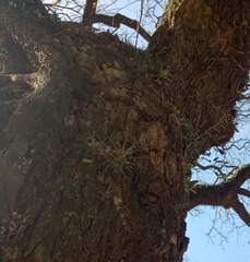 Tillandsia aeranthos