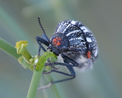 Julodis humeralis