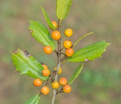 Ilex opaca arenicola