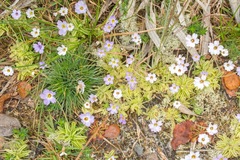 Pinguicula pumila