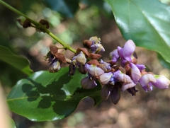 Millettia pinnata