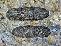 Lacon punctatus