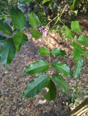 Millettia pinnata