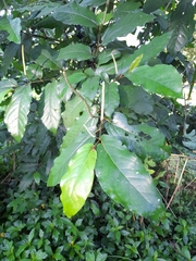 Piper tuberculatum