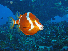 White-Barred Boxfish photo 4