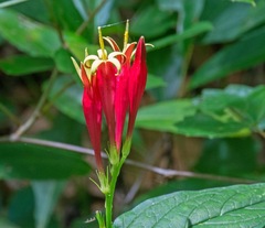 Spigelia marilandica