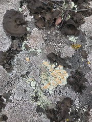 Rhizoplaca chrysoleuca