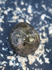 Agathistoma fasciatum