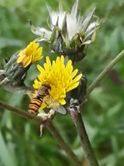 Episyrphus balteatus