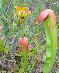 Sarracenia minor