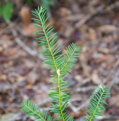 Taxus floridana