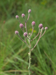 Carphephorus tomentosus