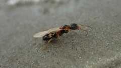 Dolichoderus quadripunctatus